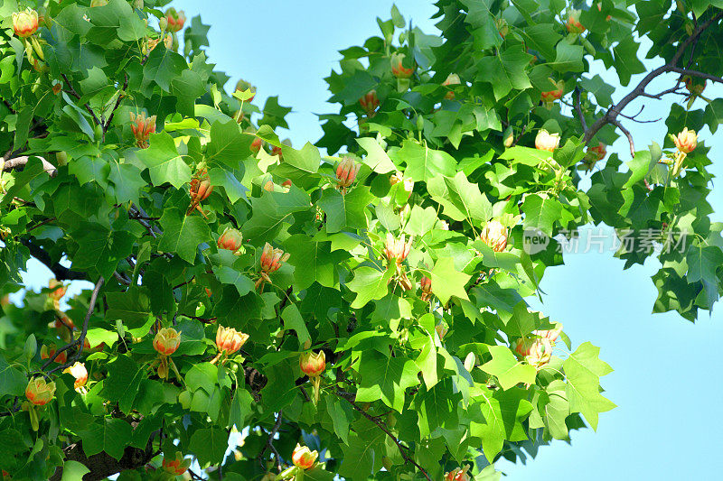 郁金香树花/鹅掌楸郁金香花